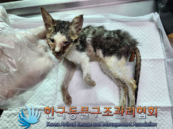 한국동물구조관리협회_411303202300525